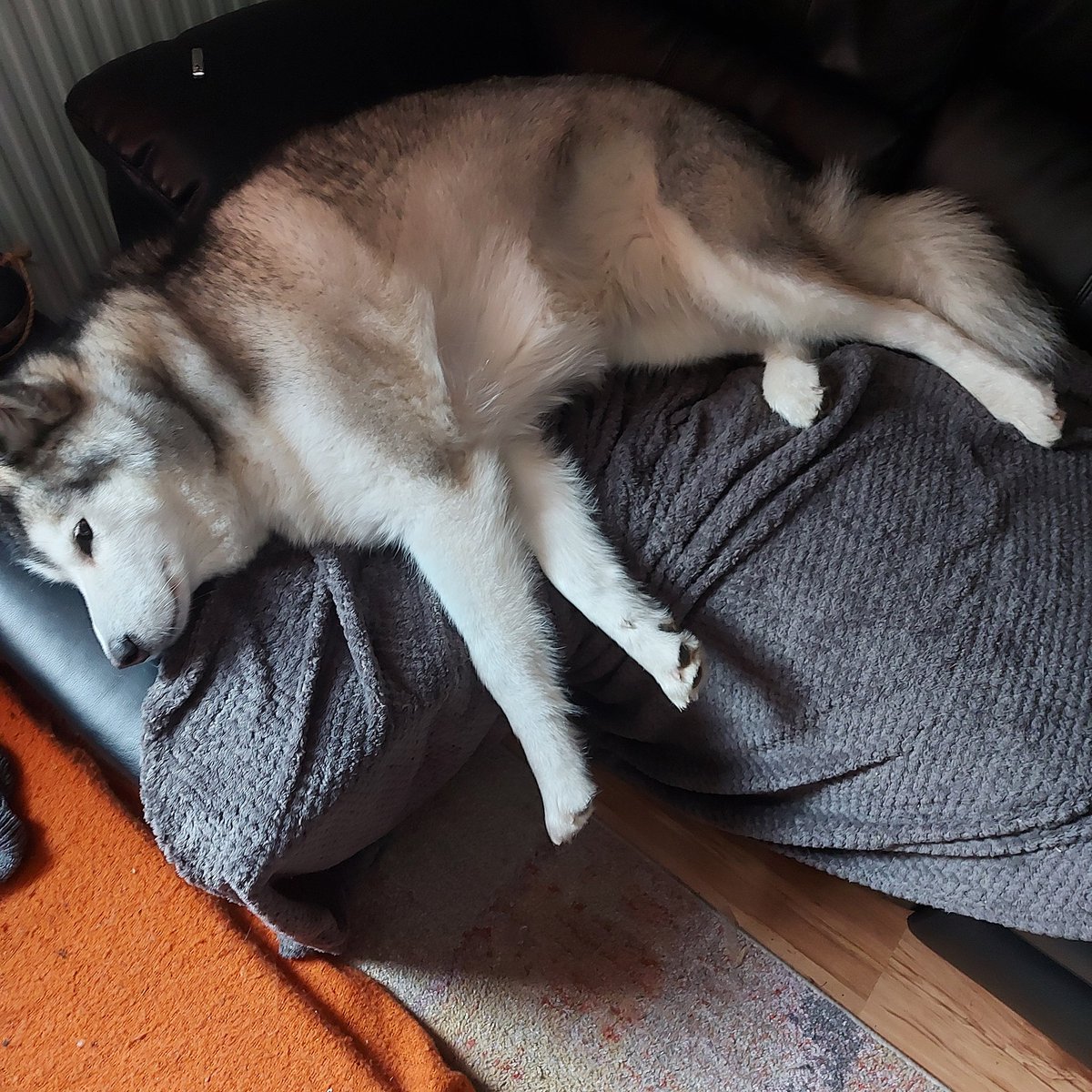 MacReadys_Beard's tweet image. Doggo was flat out on the recliner 😅😅.

Her bed is the orange memory foam mattress on the floor underneath. 

#Spolied.