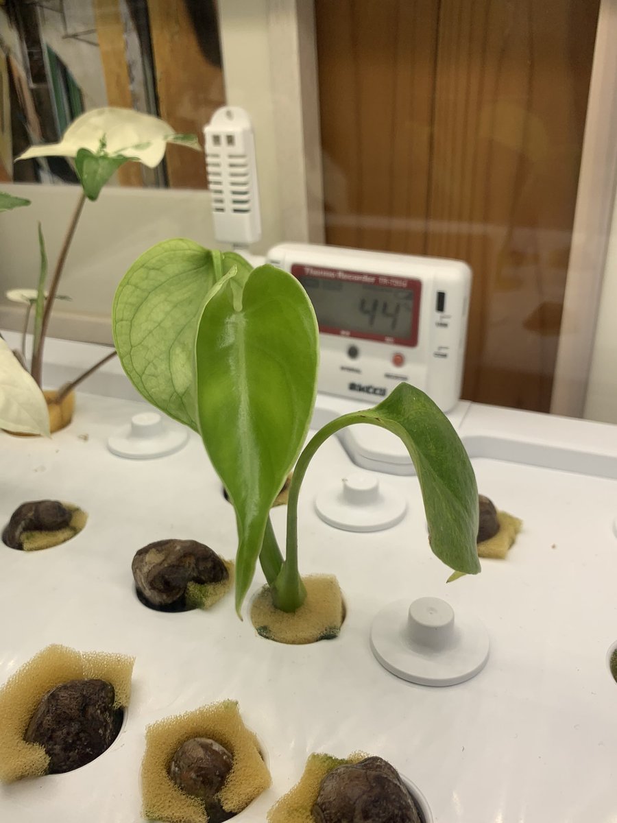 のぃ 水耕栽培アカ 葉が開きはじまったシンゴニウムさん 同じく葉が開きはじまったヒメモンステラさん シンゴニウム先輩の席を譲られたマドカズラさん