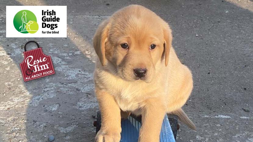 🥳 Delighted to announce we are embarking on another exciting partnership with the <a href="/irishguidedogs/">Irish Guide Dogs for the Blind</a> by sponsoring the training of 3 new pups. Meet Aska, April &amp; Andrew. We are funding €30,000 to provide early training for 3 puppies for two years. Read More shorturl.at/kyT12