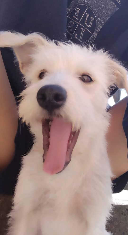 niky_buuuh's tweet photo. #Ayuda está perrita fue víctima de un accidente que le quebró sus 2 patitas, su papi humano está muy desesperado y buscamos ayuda. 
#dogs #perritos #veterinaria https://t.co/Qtmlqxx13C