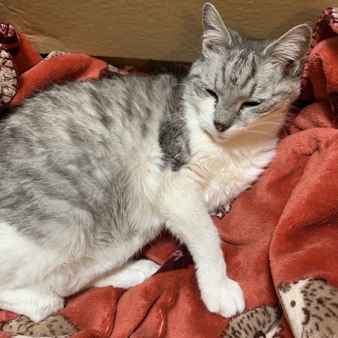 白サバのTwitterイラスト検索結果。