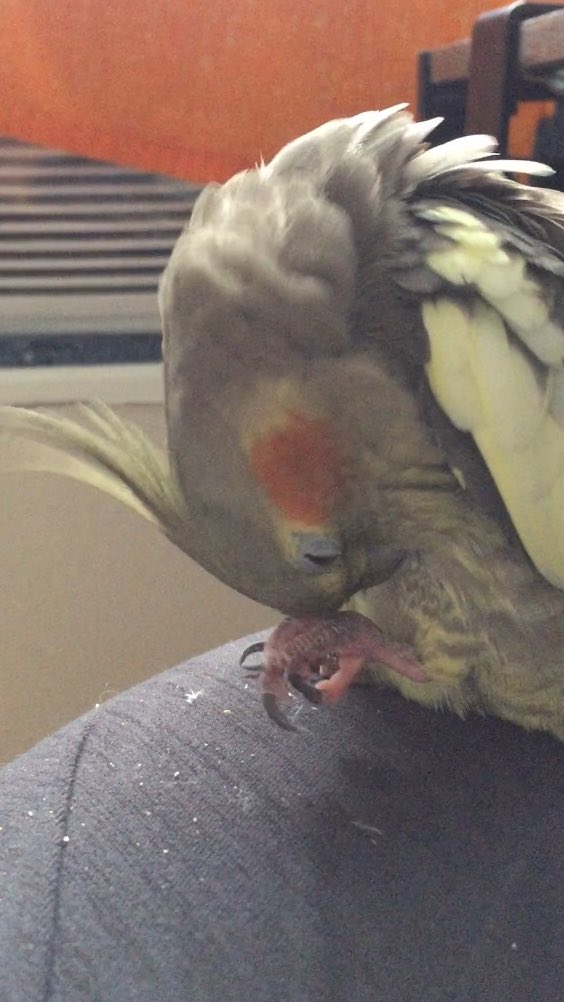 birbcockatiel's tweet photo. Hooman, for the 3rd time, I said SEEB NOT PELLET 😤😑#birb #cockatiel #disbelief #dumbhuman #birdseed #talons https://t.co/bOGgYmsWVV