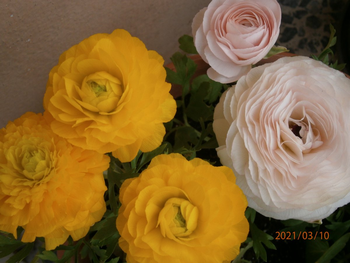 lakilakixmiim's tweet photo. #アメブロ連動してくれない
#ラナンキュラス を寄せ植えしました。
#buttercup #rananculus https://t.co/X3WYqt2VC7
