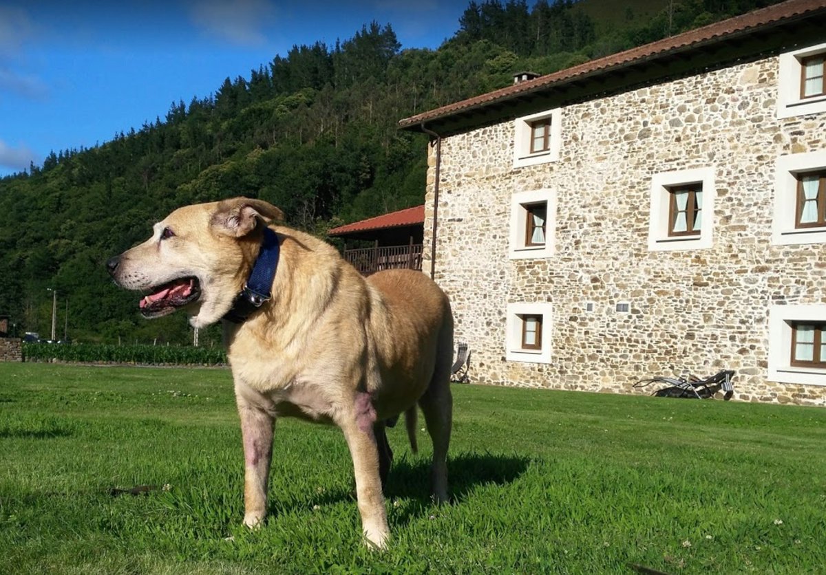 CaLulon's tweet photo. ¡FAMILIA! ¿Pensando en venir?

🐶🧡 No olvidéis que podéis hacerlo junto a vuestro peludo amiguete.

⌛️ 🔎 Consultadnos sin ningún compromiso: +34 650764660 / 609214054

https://t.co/4azi6Zk7EO 🏡
#ApartamentosRurales #TurismoRural #Yerbo #Tineo
#Asturias #escapadafamiliar https://t.co/Tr5V40GITd