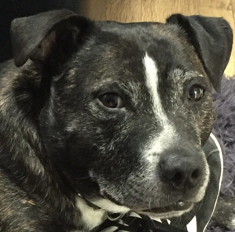 bluemaca1's tweet photo. Lost the big lad today, sleep well Vinnie 😢😢 https://t.co/pYjtE3LA4t