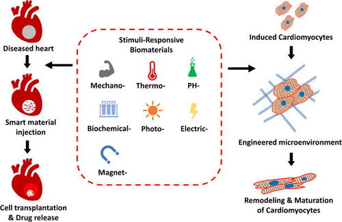 BiophysRev's tweet photo. Check out this review article in #AIP_APB describing the development of a shape memory #polymers which can be used to grow #cardiomyocytes.
#mechanobiology #biomaterial #tissueengineering
https://t.co/JyY9Q6ZPOO https://t.co/wanRfASwir
