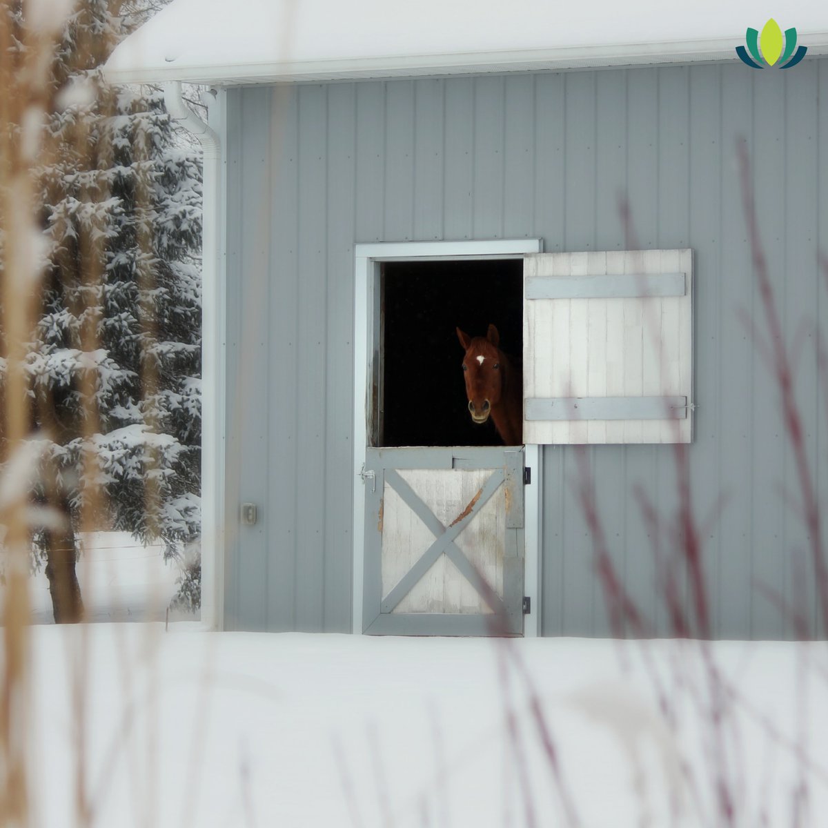 springtime_supp's tweet image. We&apos;re nearing Spring, but many states are still experiencing snow and cold weather. ❄️ If you have a layer of ice building up around your barn, do NOT use ice-melt as this can harm your horse if they come in contact with it! Use a gentler option like water-softener salt pellets.