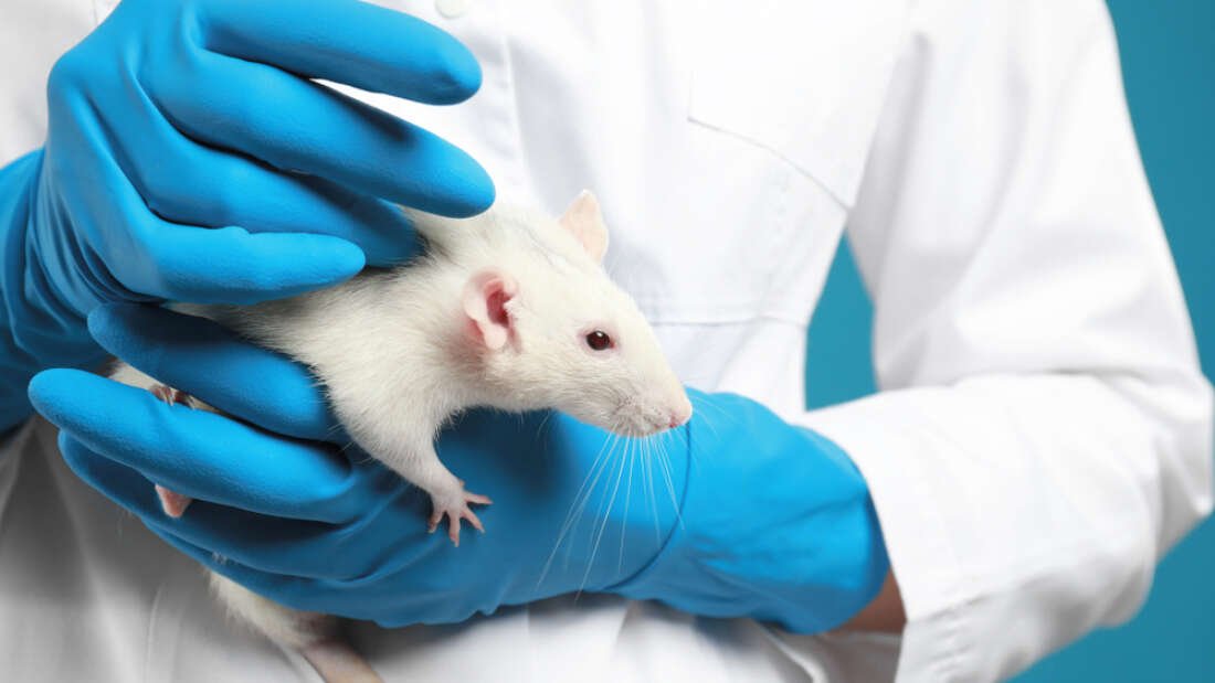 IFLScience's tweet photo. First Drug Developed Using No Animal Testing Submitted For FDA Approval

https://t.co/Ye8kwfvRjj https://t.co/3NSOGpsFnc