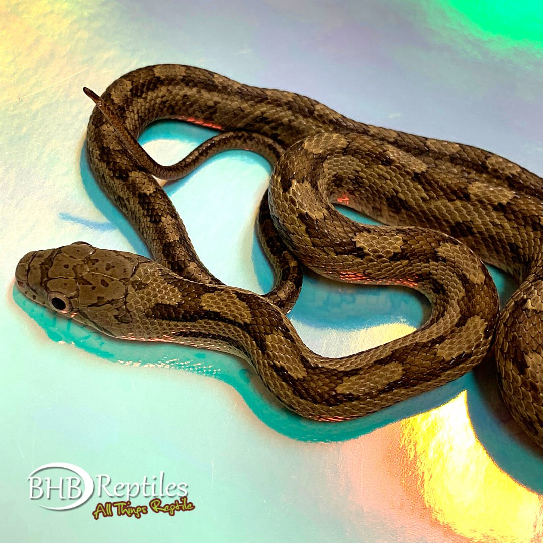 BHBReptiles's tweet photo. Greenish Rat Snakes At https://t.co/wQqQhfIef7
#bhbreptiles #bhblastdaysofwinter
Sale Running Now Thru March 19th on https://t.co/wQqQhfIef7 https://t.co/agNwDJARAg