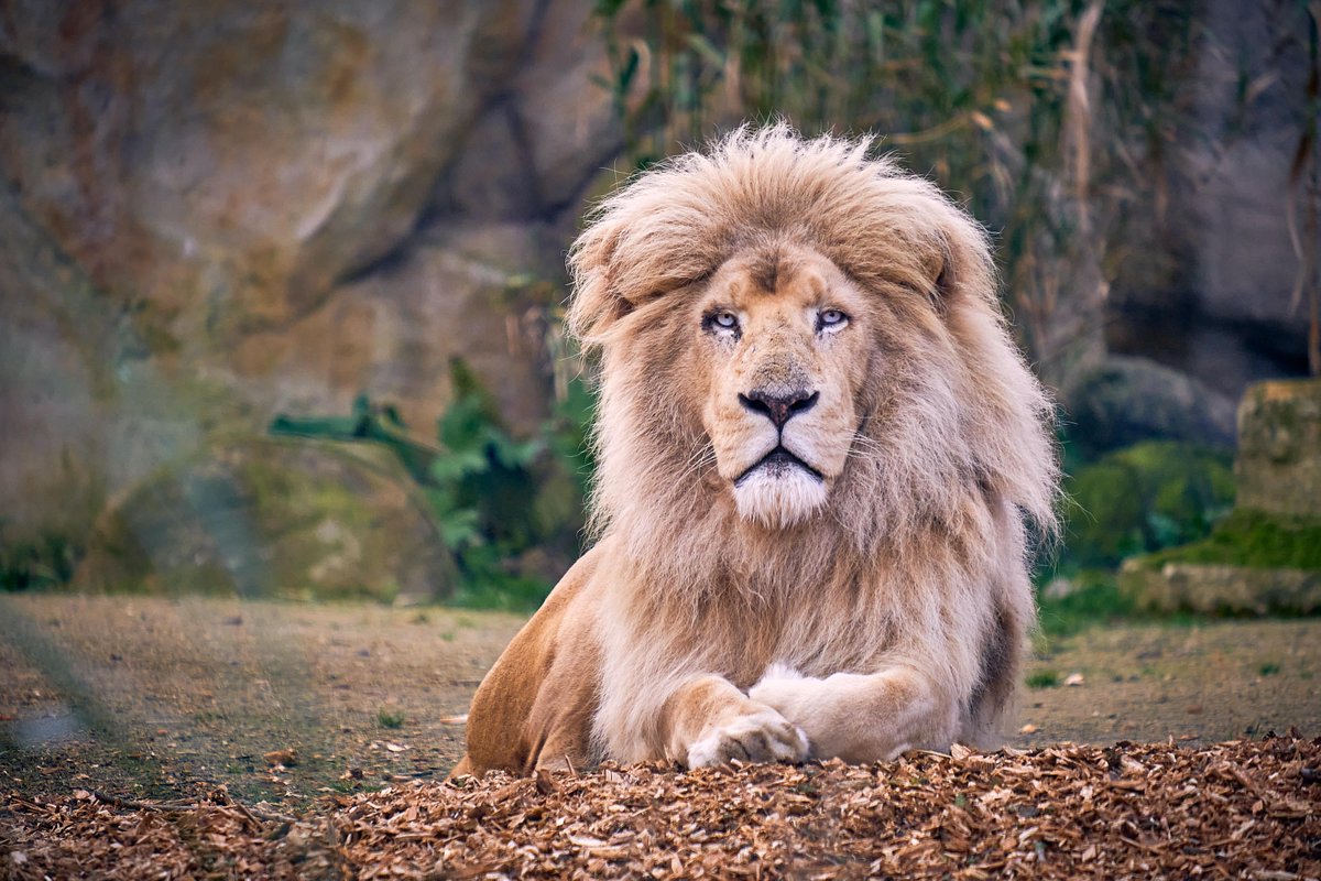 Under 1 month to go until we can RE-OPEN! 🦁🎉

Who's excited to come back to Paradise?  

🎟 Pre-booking is essential > pwpark.com