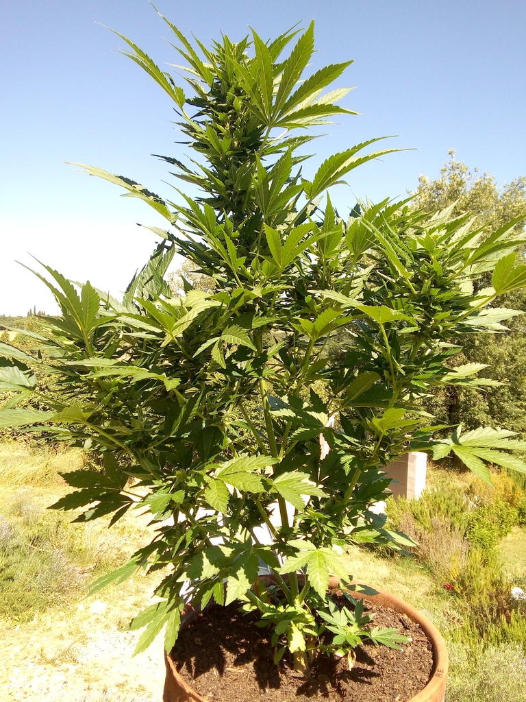 DutchPassion_'s tweet photo. Outdoor season is coming up in the Northern Hemisphere! The perfect time for your plants to enjoy the sun, just like this Auto Xtreme ☀️  ⁠

#autoxtreme #dutchpassion #autoflower #dutchpassionseeds https://t.co/m3irraKtIh