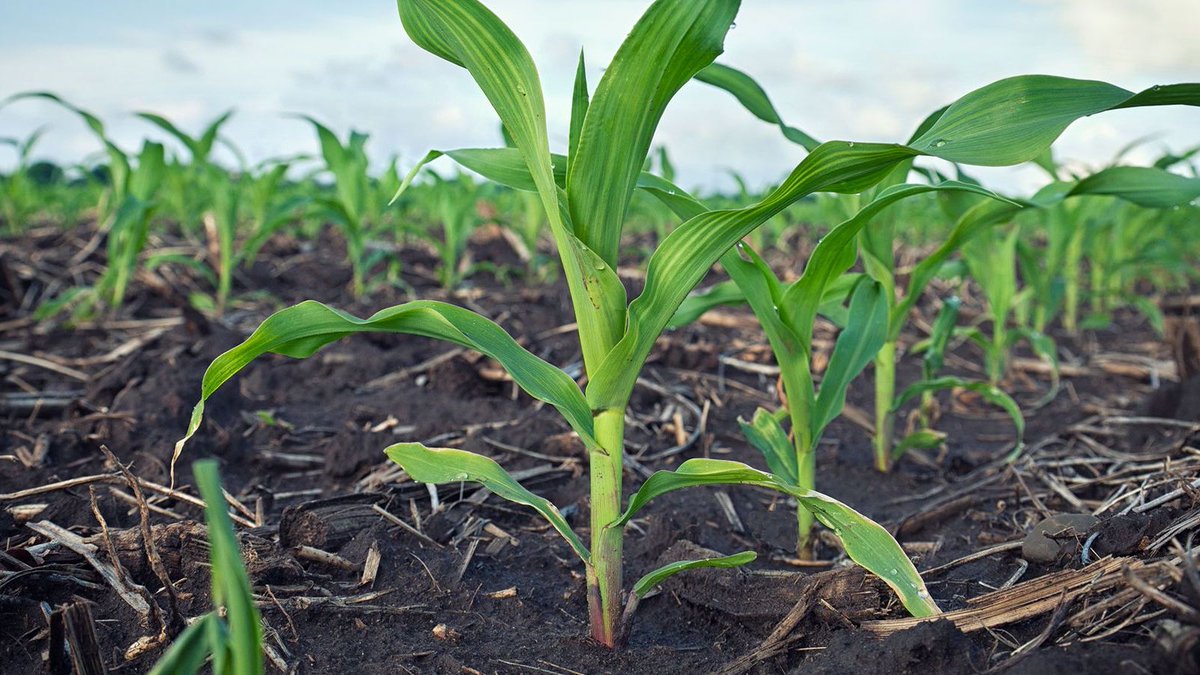 False perceptions about UAN hurt yields. Learn how nitrogen in UAN is subject to all three forms of loss – and how to protect that investment and maximize yield potential: bit.ly/3d2Z5vZ