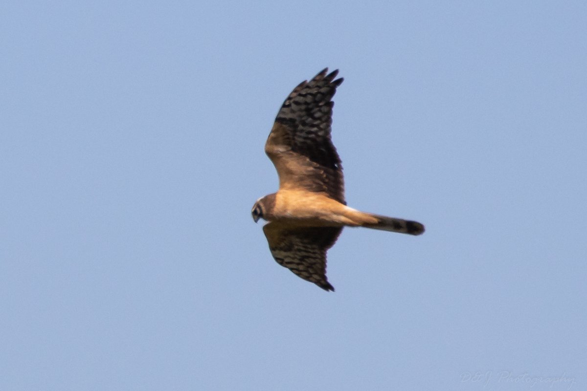 CyprusBirdsandNature tweet media