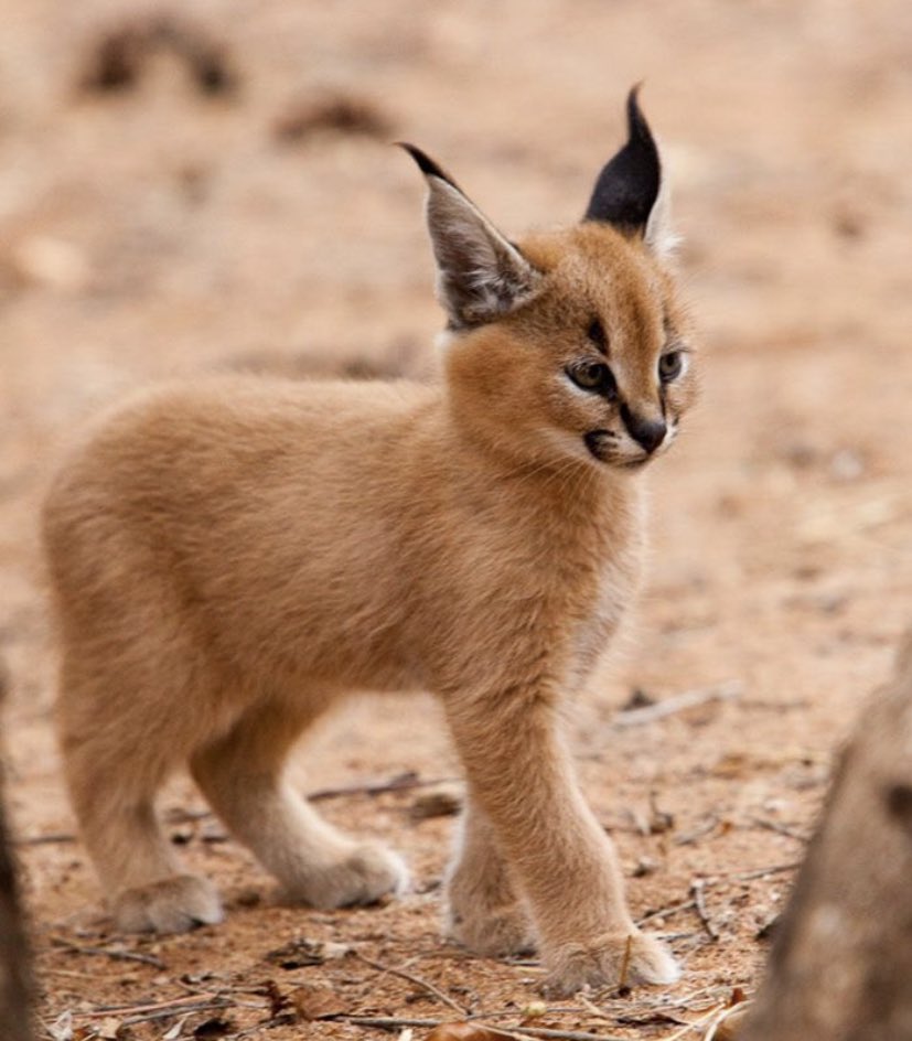 ScribeFlash's tweet photo. 🐈 The caracal https://t.co/vzdFn9raWr