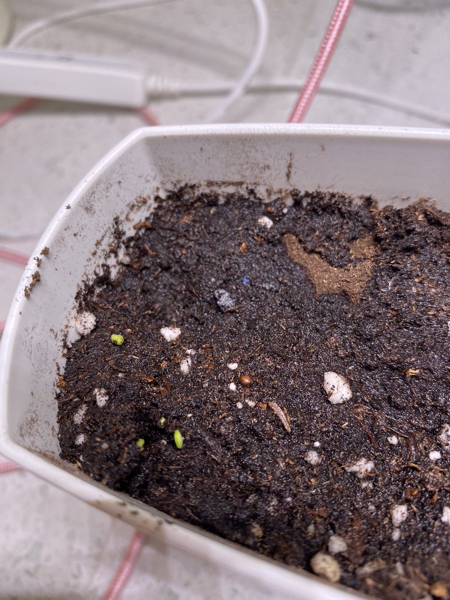 BarrSolo86's tweet photo. Loving my new Short Stories LED Light! Now I can grow basil like a good old Italian nonna. Just planted these bad boys 5 days ago. https://t.co/SWLn1CZtCj