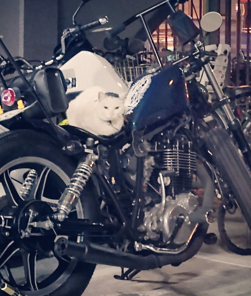 csl6661's tweet photo. 駐車場行ったら、オレのバイクがにゃんこに乗っ取られてた…
にゃんこに占領されてる…
#ジョッキーシフト
#srチョッパー
#sr400カスタム
#sr400chopper
#sr400custom
#sr400
#yamahasr400
#チョッパーカスタム
#chopper
#choppercustom
#フリスコ https://t.co/sdGYtE7t6l