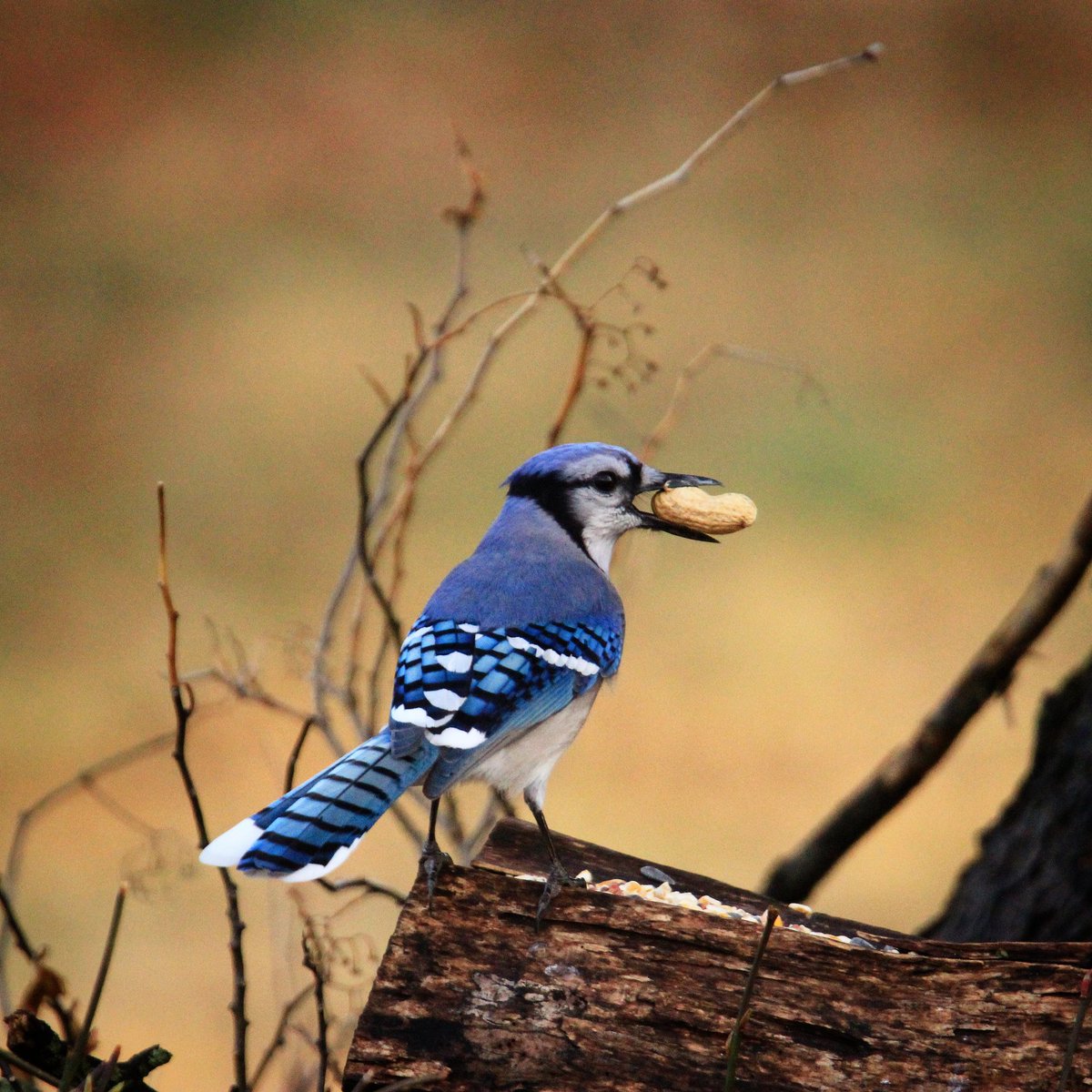 birdhouse_love's tweet photo. I hope your weekend is chock-full of all of your favorite things... like dry peanuts after a day of soaking rains! ๐ #bluejay #bluejays #peanuts #peanutpolice #peanutlover #birdbrigade #peanuts #peanuthoarder #birding #birdphoto #morningbirding #ohiobirder #ohio https://t.co/38auXKaULN