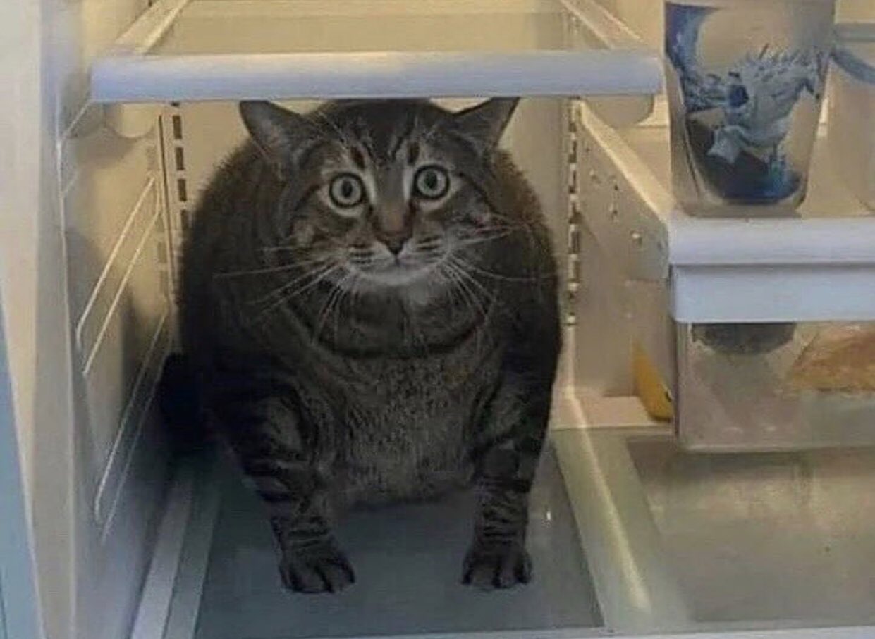 Мемы про котиков