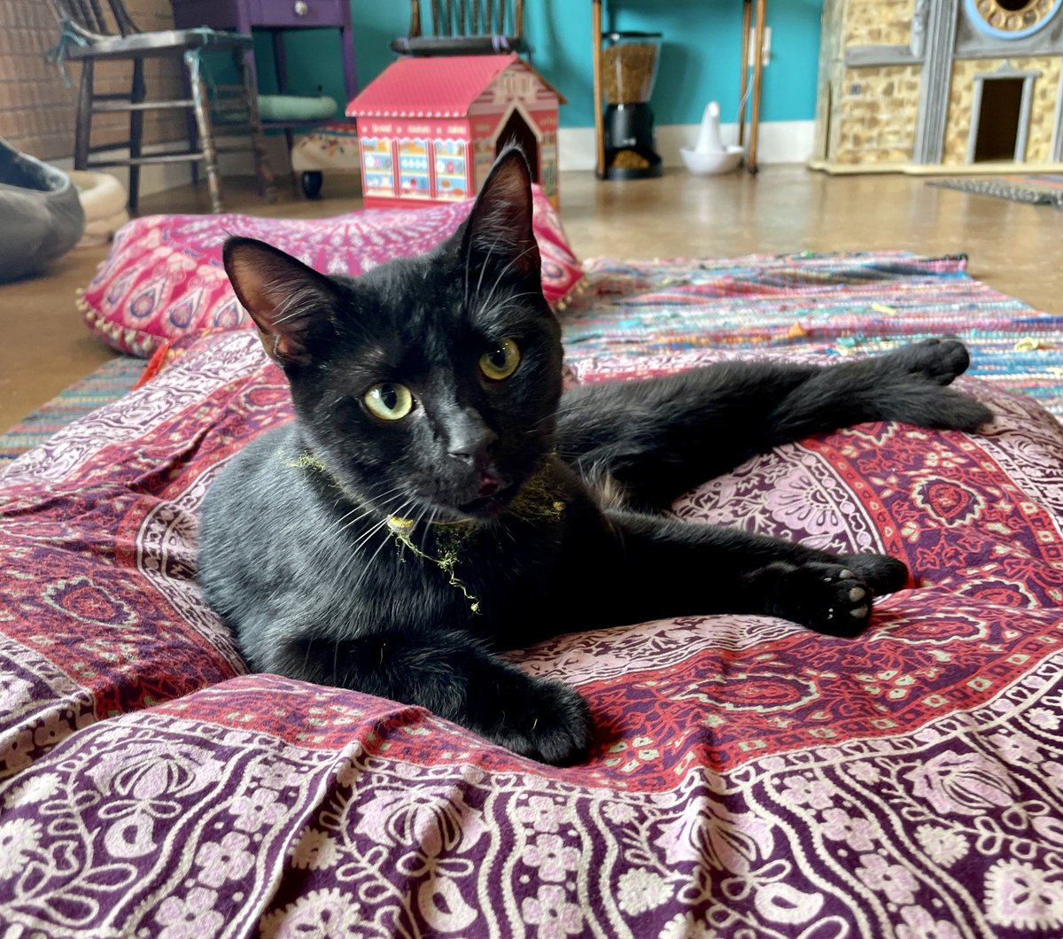 catcafereviews's tweet photo. #catoftheday is marvelous Mystique, a #rescuecat available for adoption at ⁦@WittyWhisker⁩ in #staugustine #florida 
.
.
.
#adoptdontshop #tnr #catcafe #cats #catlover #blackcat #neko #mystique https://t.co/6UvJvB8nD5