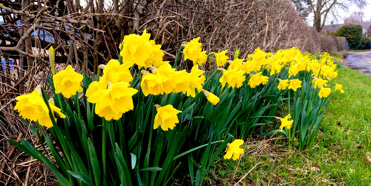 8.8km and Daffs. Nice! #lockdownexercise