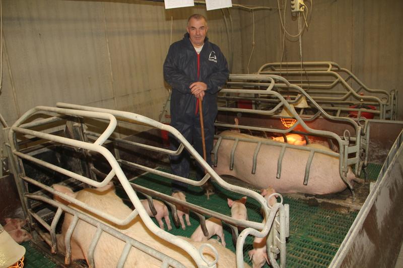 Des porcelets sevrés en nombre et en qualité au Gaec de Tromelin reussir.fr/porc/des-porce…