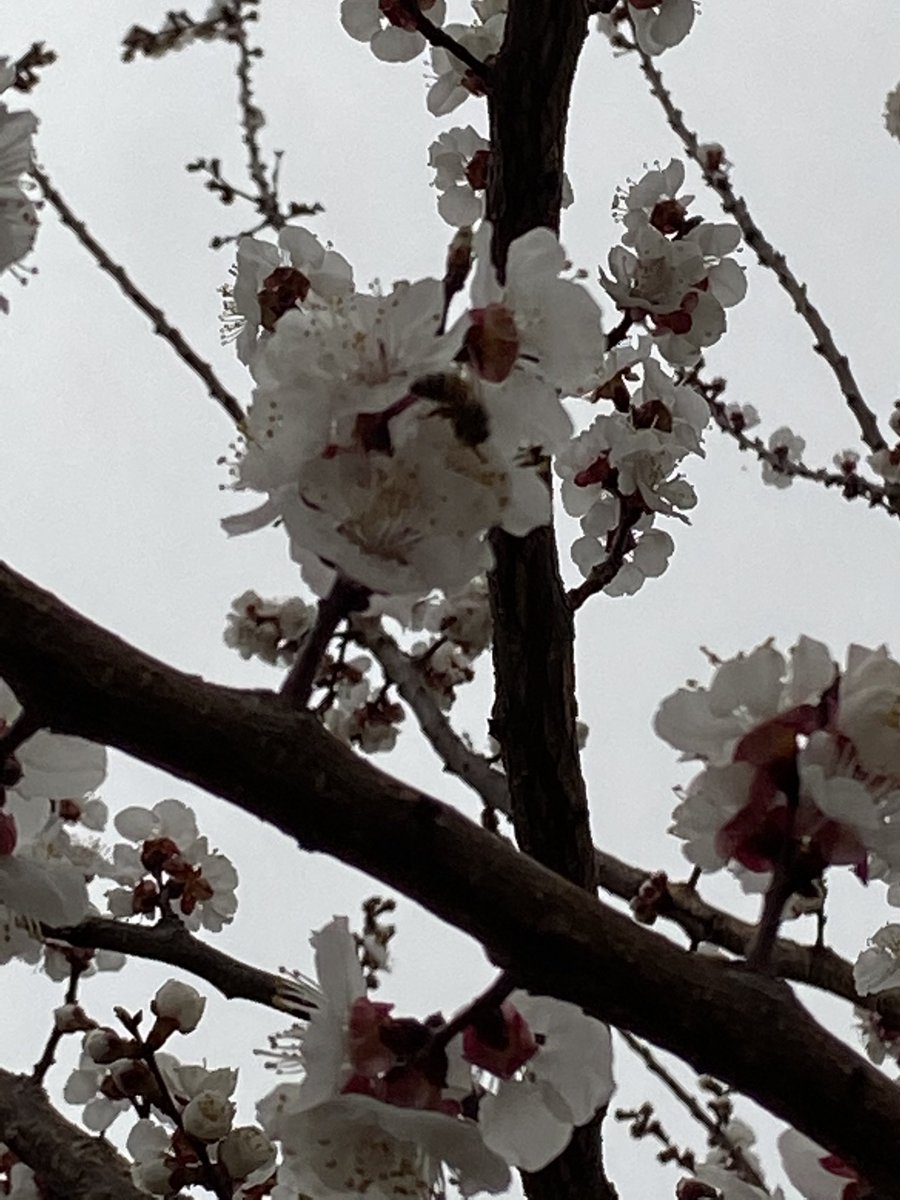 anasalhajji's tweet photo. Even the bees survived #Texasblizzard
They were prepared!😉
Spring is here! https://t.co/oRVhfchRvU