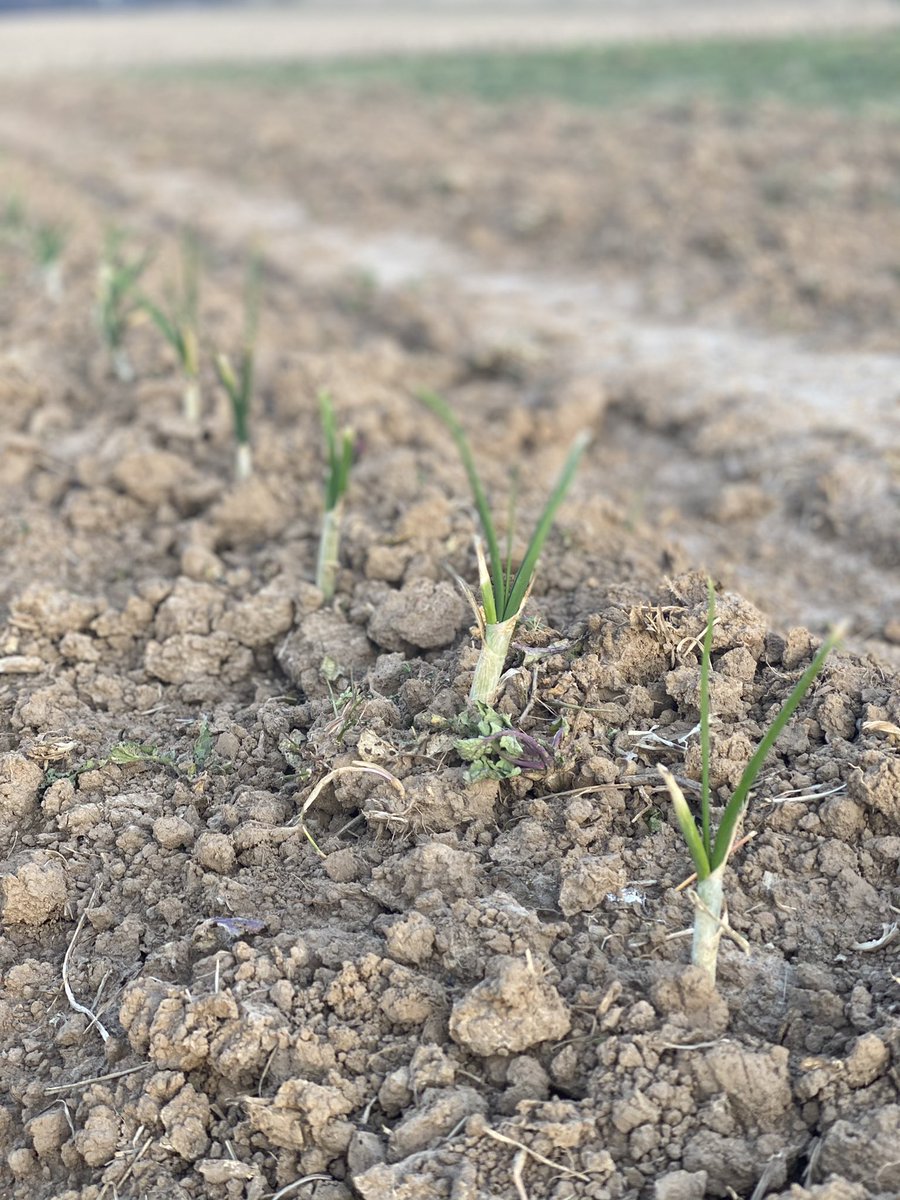 jedcoppenger's tweet photo. So excited that @redemption_city gets to grow &amp; give away thousands of pounds of food to help some hungry folks here in Mid-TN another year. Last year we gave away over 40,000 lbs. Can’t wait to see what God does this year! First signs of life already sprouting! #hopeforthehungry https://t.co/GlIWDweIZO