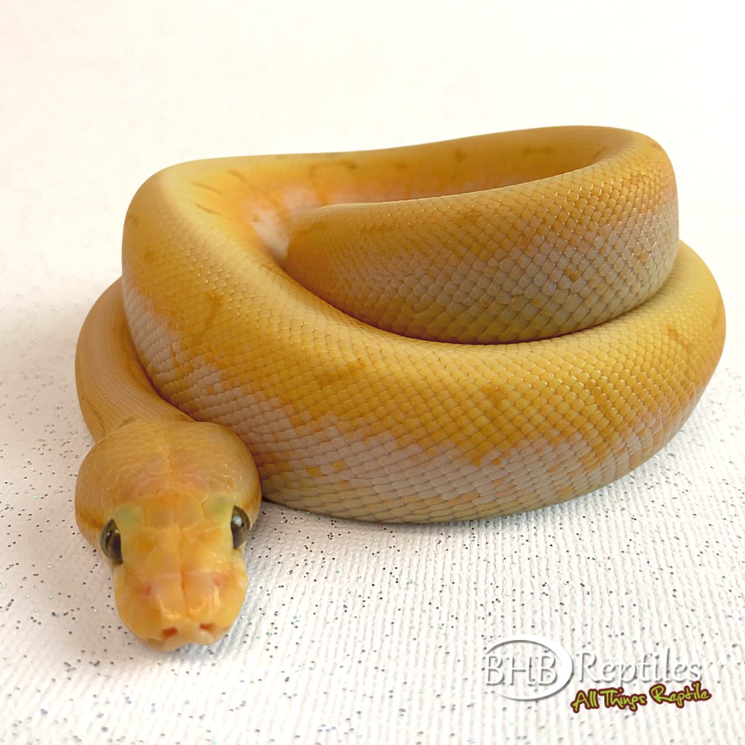 BHBReptiles's tweet photo. Banana Fire Spinnerblast Male! 🥺
#bhbreptiles #bhblastdaysofwinter
Sale Running Now Thru March 19th on https://t.co/wQqQhfIef7 https://t.co/2DRLN3WZFE