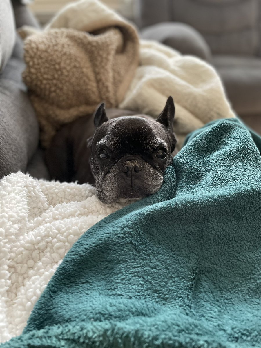 _Pierre21's tweet image. Fit for a king. 👑