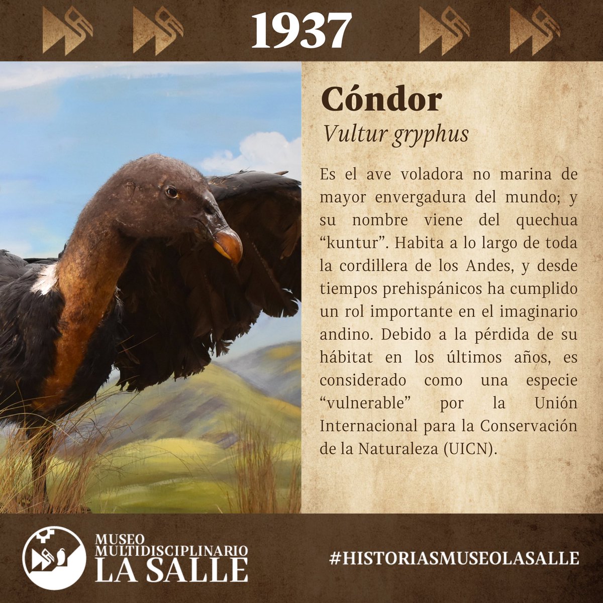 Estos cóndores coronan los Andes y, desde 1937 también coronan los estantes de nuestro museo. Y ¿tú los recuerdas? #HistoriasMuseoLaSalle 

<a href="/lasalleorg/">La Salle Global</a> <a href="/lasallerelal/">RELAL -  La Salle</a>

#museo #lasalle #condor #taxidermia #historia #patrimoniocultural