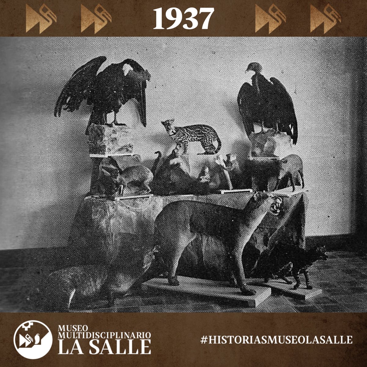 MuseoLaSallePE's tweet photo. Estos cóndores coronan los Andes y, desde 1937 también coronan los estantes de nuestro museo. Y ¿tú los recuerdas? #HistoriasMuseoLaSalle 

@lasalleorg @lasallerelal

#museo #lasalle #condor #taxidermia #historia #patrimoniocultural https://t.co/M7Na0rFTZe
