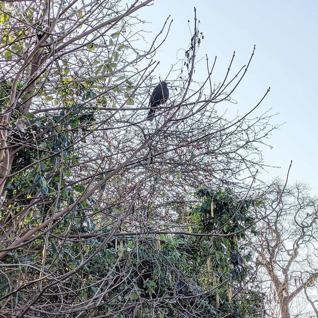 suecartwright's tweet photo. Blackbird singing ... increases our connection with nature and the forces of creation; heightens our awareness on a cellular level; teaches us to acknowledge our power and use it to its fullest. #blackbird #wildbird #birdsong #nature #awareness #connecti… https://t.co/lLtQDwFNqR https://t.co/laPq5s9ft1
