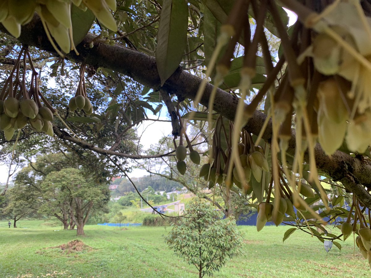 Fasa Pembentukan Durian:
Mata Ketam > Kudup Bunga > Bunga Kembang (Anthesis)