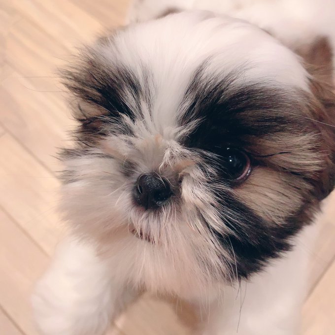 シーズー犬のtwitterイラスト検索結果 古い順