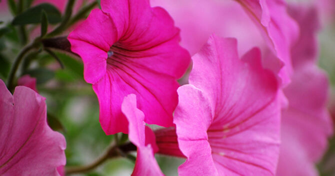 bloomiq's tweet photo. If you’re looking to add curb appeal to your house, try planting petunias in your front yard, window boxes or hanging baskets. They’ll bloom from early spring through early fall and pair perfectly with other annuals and perennials. https://t.co/NT4mlk18YC #bloomiqtips #gardening https://t.co/d9yXk5JT9Q
