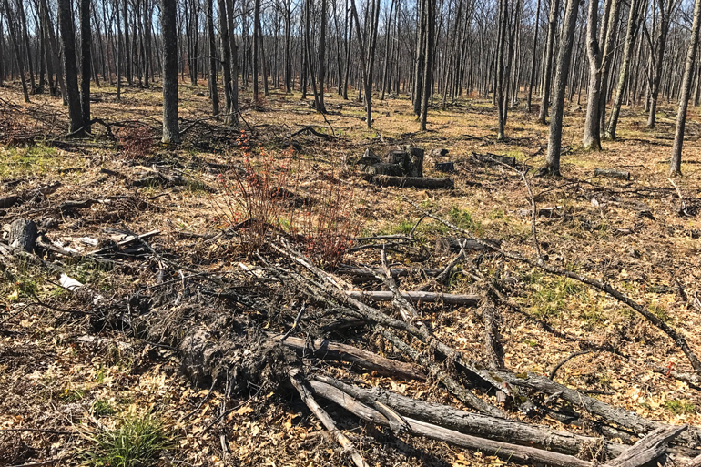 SPORTSMANchnl's tweet photo. Proper thinning of the right areas is an effective way to start the regrowth process. We bring you winter timber management via @NAWhitetail: https://t.co/Z5Voo6Ckxo
#IAMSPORTSMAN #timber #hunting #management #winter #timbermanagement #wildlife #wildlifemanagement #deer https://t.co/9oaX2EYDvA