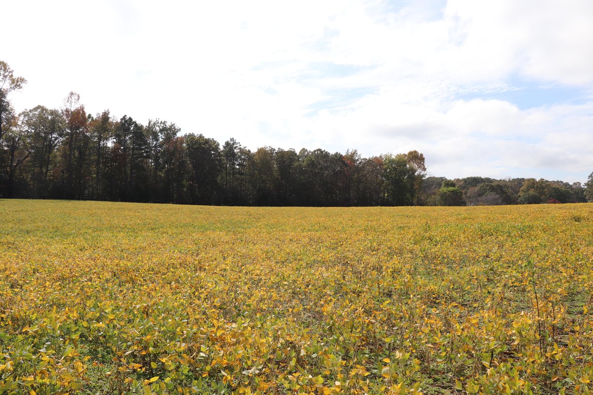 VaDHR_SHPO's tweet photo. #AmericanBattlefieldTrust has conveyed a historic preservation easement over the Cold Harbor Road Tract in #HanoverCountyVa. The easement protects 50+ acres affiliated w/ 3 battles: Cold Harbor, Gaines Mill & Savage's Station. #Virginiahistory #AmericanCivilWar https://t.co/W5YNIZGrPi