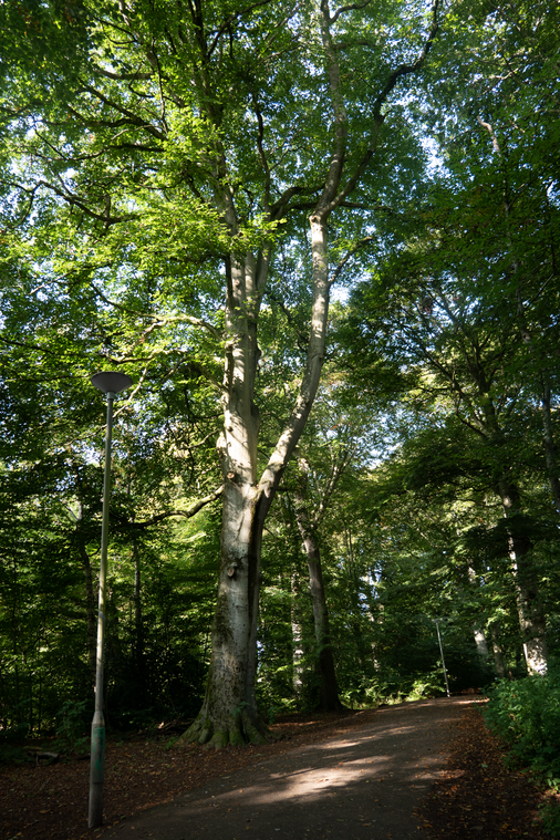 ScottishLandCom's tweet photo. In todayโs #CaseStudyFriday, weโre looking at Culduthel Community Woods in #Inverness, an ownerless urban woodland in the process of being acquired by a community group: https://t.co/wRbzeUr8OM
#Culduthel https://t.co/2HmWI9Q0o2