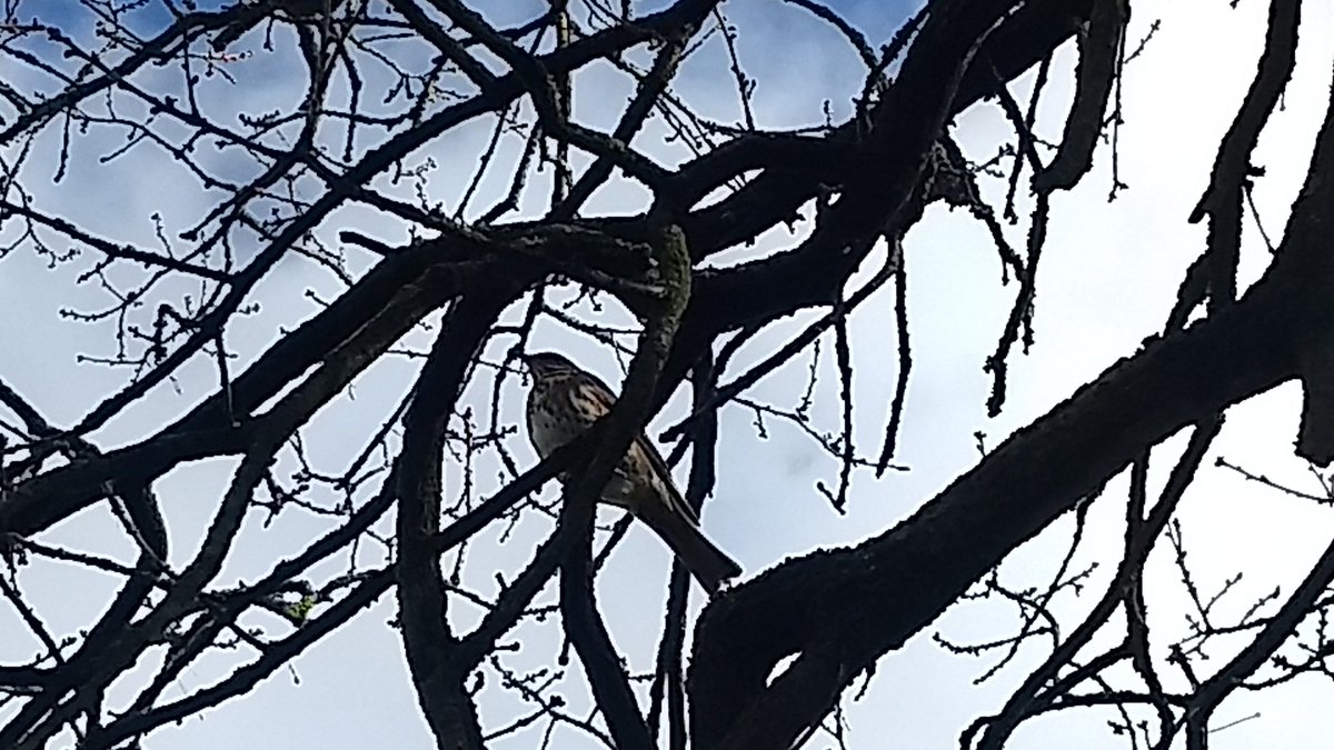 NatDattas's tweet photo. Saw my first #Redwing, category red, this sunny morning @nottinghamparks  

My Dad's an avid birder and he's never seen one. It was just a few feet away, and really curious of me. #Truethrush #ForestRec 
 https://t.co/dgCibEvDlE https://t.co/i74PKjT0vX