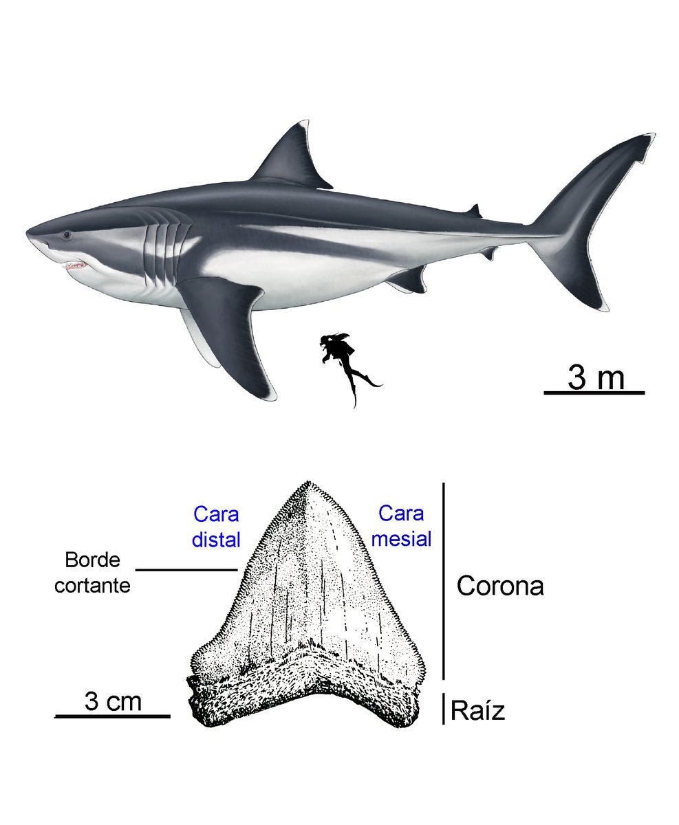 GeologiaAvila's tweet image. Y desde entonces sabemos que las #glosopetras son en realidad dientes fósiles de tiburón, entre los que destaca #CarcharoclesMegalodon, uno de los mayores depredadores que han conocido los océanos de la Tierra.