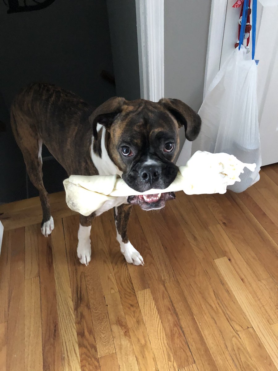 Max the Boxer tweet media