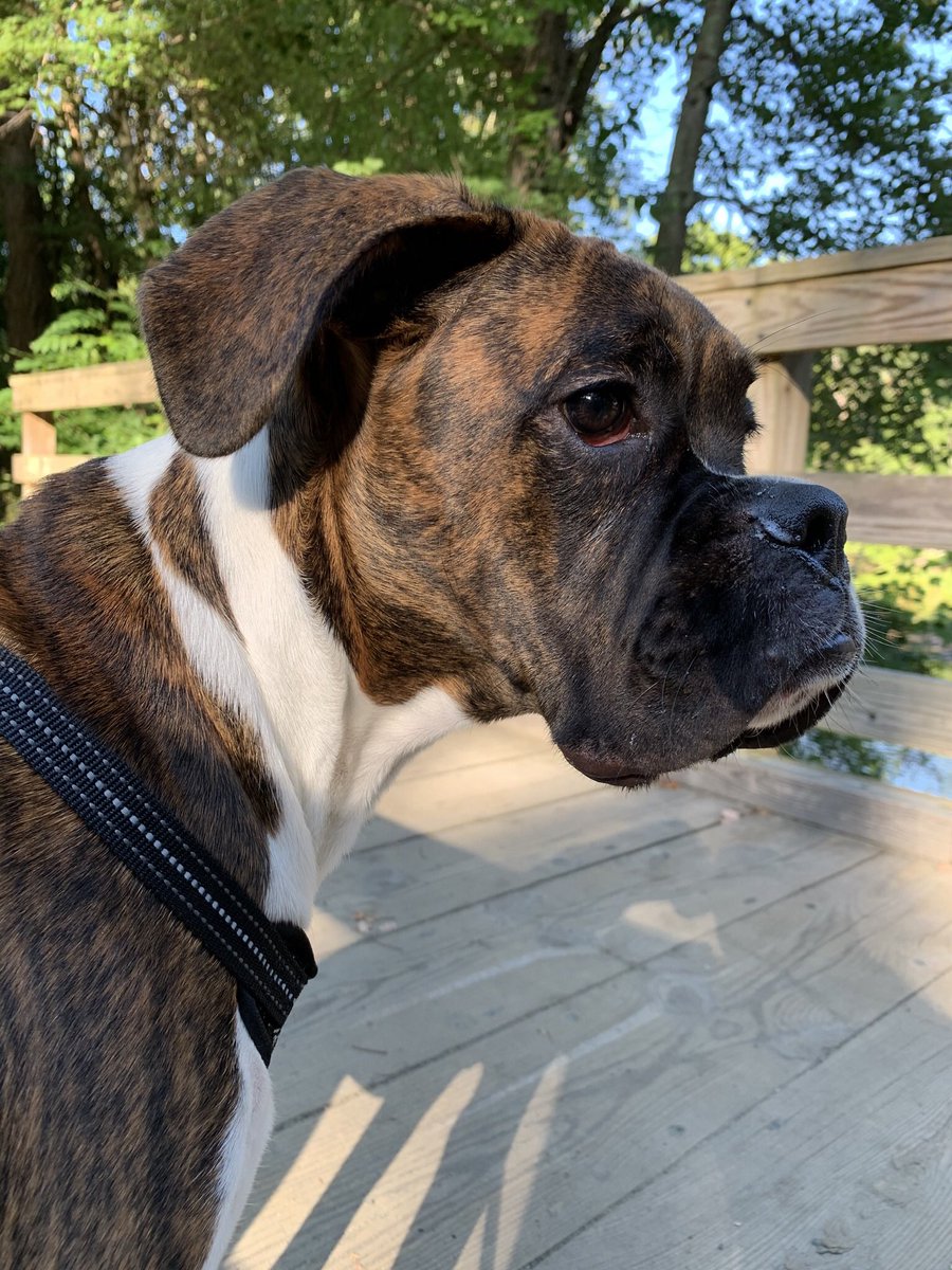 Max the Boxer tweet media