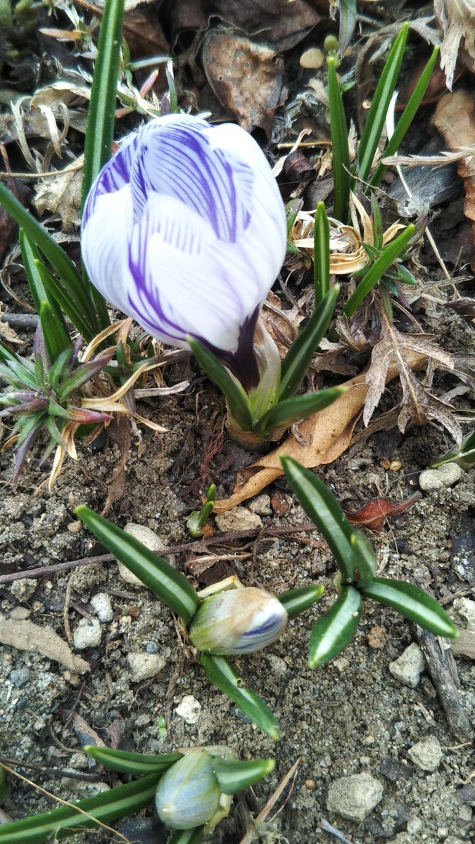 るりもも V Twitter 我が家のクロッカス 2種類目 咲きました クロッカス 花 植物 庭 春の