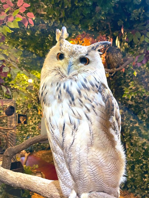フクロウカフェのtwitterイラスト検索結果 古い順