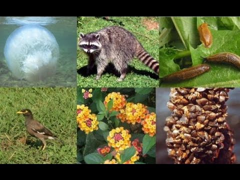 3) #diversity in #collaboration is like #biodiversity in the #ecosystem: there is more strength, more richness, more beauty, more things to do. #saschat