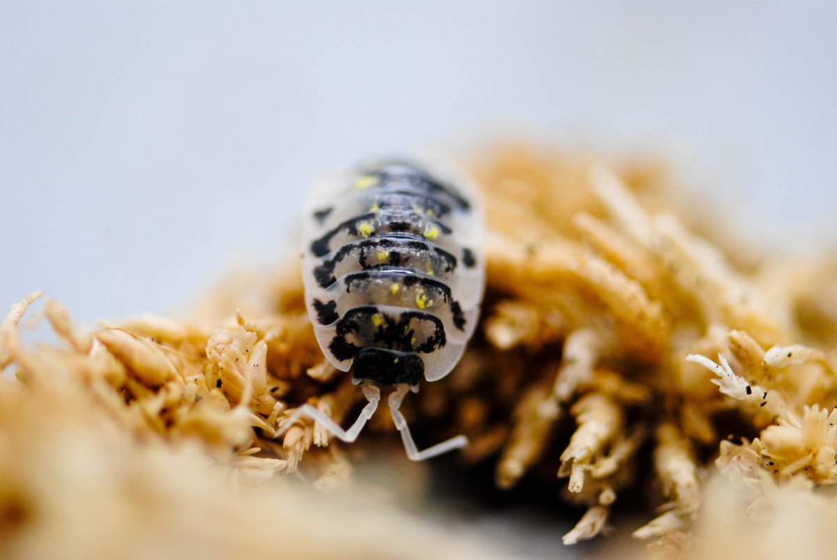 isopodist's tweet photo. Stunning.
๐ธ : @sc.herpetoculture
๐ : Oniscus Asellus "Mardi Gras Dalmatian"
#isopod #isopods #isopodsource #isopodsquad #isopoda #oniscus #asellus #oniscusasellus #oniscusasellusmardigrasdalmatian #insect #insects #bug #bugs #macrophotography #bbcwildlife #bbc @BBCEarth https://t.co/hxSkRmQSIy