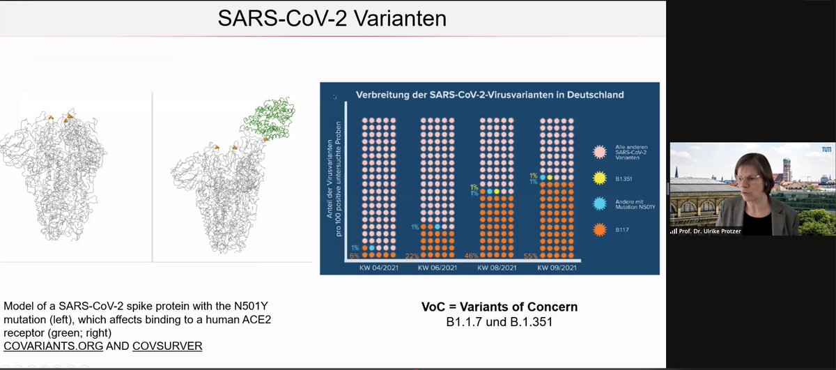Prof. U. Protzer from TUM Munich presents recent developments on SARS-CoV2. #thoraxsymposium21