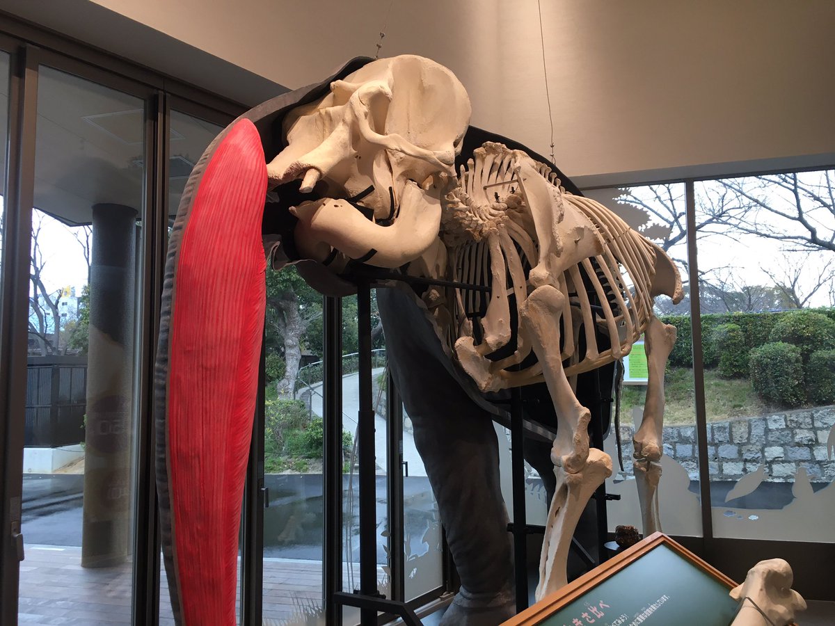 Zooライダー A Twitter 3日前にオープンした天王寺動物園のズーミュージアム ゾウの断面図型模型をはじめ剥製 骨格標本など見応えありました 天王寺動物園