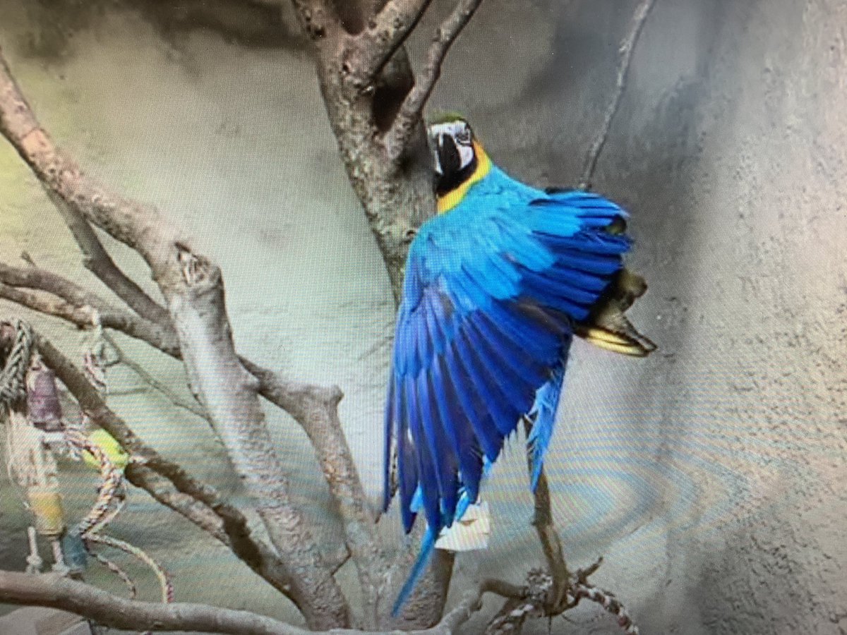 StStephenOCSB's tweet photo. A big thank you to Voldemort the Giant Legless Lizard, Goldilocks the Golden knee tarantula and all the amazing animals at @LittleRaysNC. Our St Stephen students really enjoyed our virtual school wide presentation. https://t.co/6yXAeI2glH