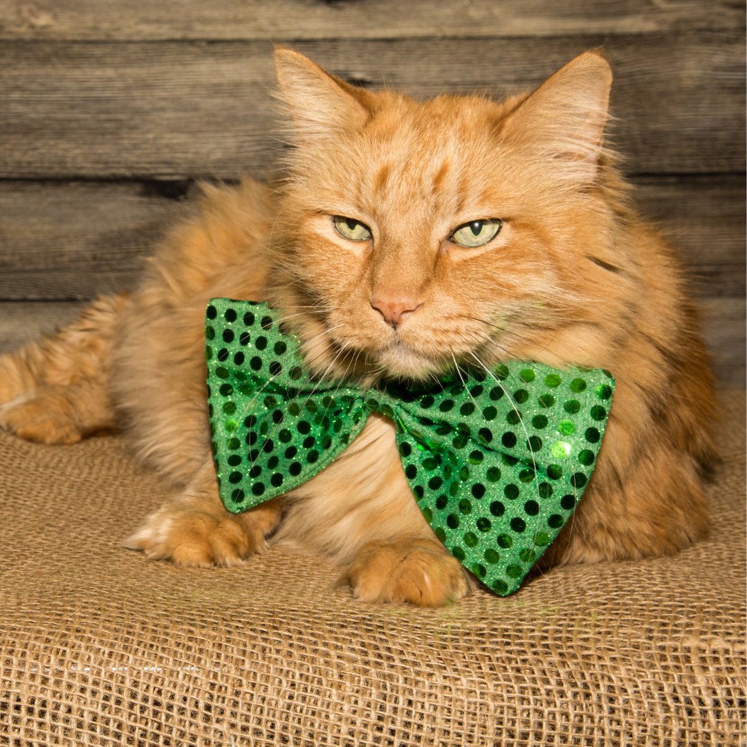 LanzInc's tweet photo. HVAC and plumbing issues can definitely make you grumpy. But luckily, we have the purr-fect solutions. https://t.co/IYct9B1bb0 https://t.co/kT1XEliNnL